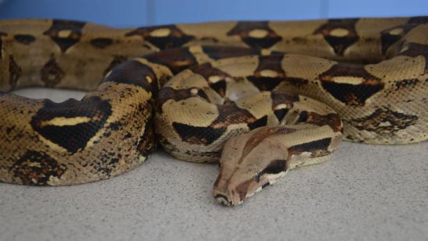 Boa constrictor in Gmunden gefunden, Tierarzt Dr. Andreas Hecht