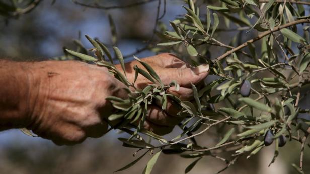 Spanisches Dorf: Cannabis statt Oliven