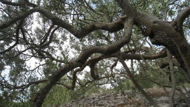 Stark verzweigt: Ein uralter Olivenbaum des Malers Boris Mihovilovic Sokol in Srednje Selo