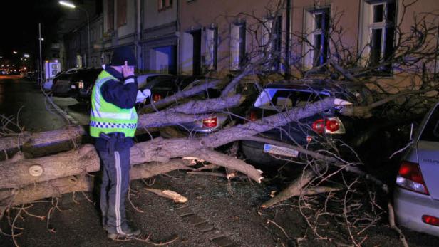 Tonnenschwerer Baum ruinierte fünf Autos