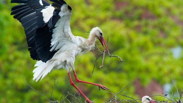 Ein Storch kommt mit Nistmaterial zurück, während das andere Elterntier im Nest die Jungtiere wärmt