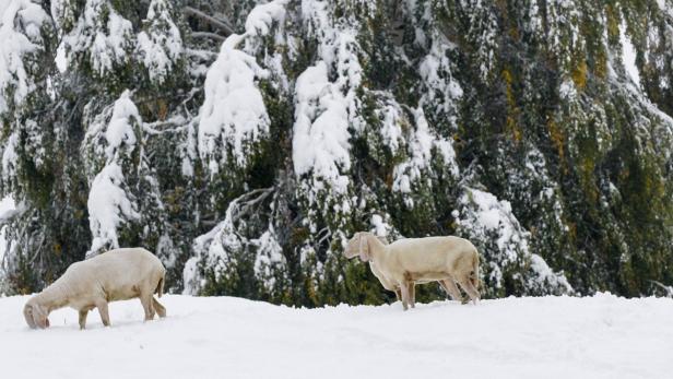 Der plötzliche Wintereinbruch hat im Westen Österreichs für Chaos gesorgt. Im Bild: Schafe auf einem verschneiten Feld nahe Absam in Tirol.
