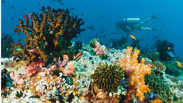 Ein Taucher erkundet ein farbenprächtiges Korallenriff mit vielen Fischen.