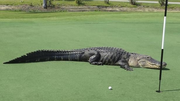 Seltener Anblick auf dem Myakka Pines Golf Club in Englewood, Florida