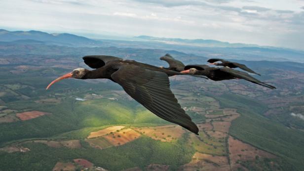 Eine Gruppe von Waldrappen fliegt über eine hügelige Landschaft.