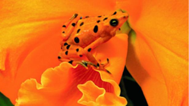 Ein gelb-schwarz gefleckter Frosch sitzt auf einer orangefarbenen Blüte.