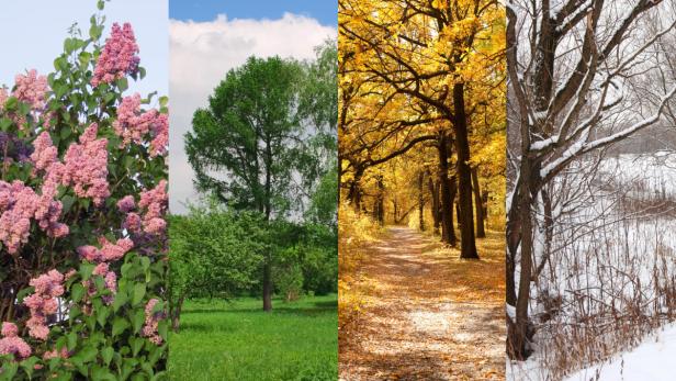 four seasons spring, summer, autumn, winter trees collage