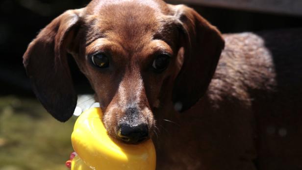 Ein Dackel hält ein gelbes Spielzeug im Maul.