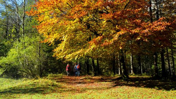 Eine Gruppe von Wanderern geht durch einen herbstlichen Wald.