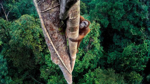 Mit einer GoPro aufgenommen: Orang-Utan in den Wipfeln des indonesischen Regenwaldes