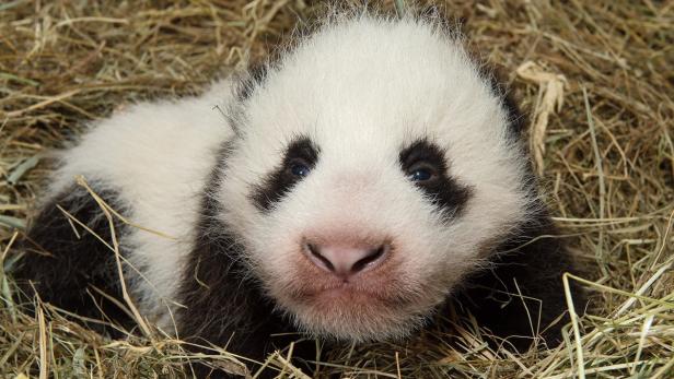 Rund und gesund: Panda-Nachwuchs in Schönbrunn