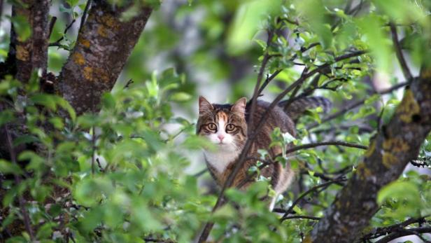 Eine Katze sitzt in einem Baum und schaut in die Kamera.
