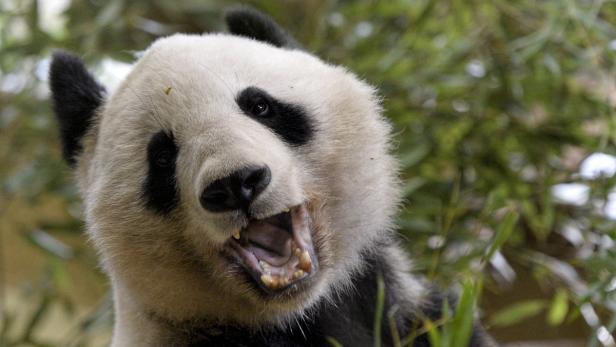 Ein Panda mit offenem Maul sitzt zwischen grünen Blättern.