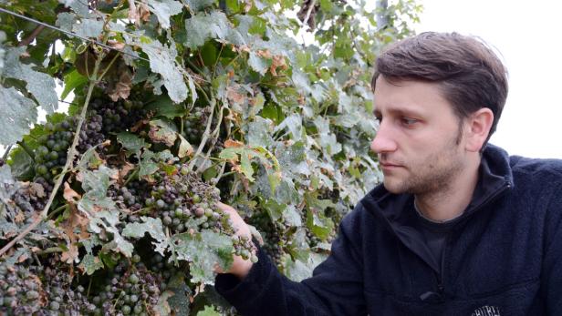 Viele verfaulte Weintrauben: Winzer Christian Gruber macht sich ein Bild von den Hagelschäden in seinem Weingarten in Röschitz, NÖ.