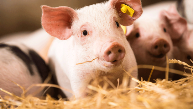 Spar verkauft ab sofort Tierwohl-Schweinefleisch