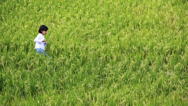 Ein junges Mädchen geht durch ein grünes Reisfeld.