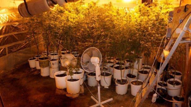 Zwei Indoorplantagen mit 258 Cannabispflanzen wurden sichergestellt