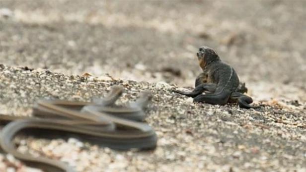 BBC-Doku: Bizarre Schlangenjagd löst Internet-Hype aus