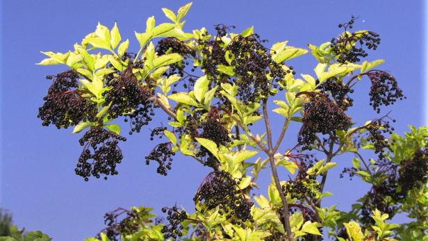 Ein Holunderbusch mit reifen, dunklen Beeren vor blauem Himmel.