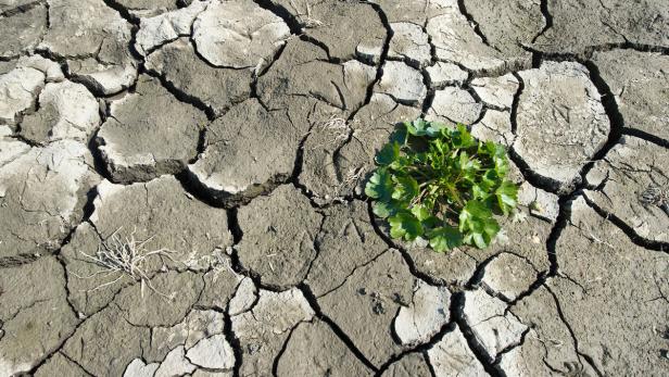 Nicht nur für Pflanzen wird der Klimawandel Folgen haben: Auch die Auswirkungen für die menschliche Gesundheit könnten dramatisch sein, warnt jetzt eine neue Studie