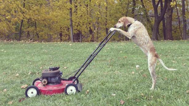 Ein Hund „schiebt“ einen Rasenmäher auf einer grünen Wiese.