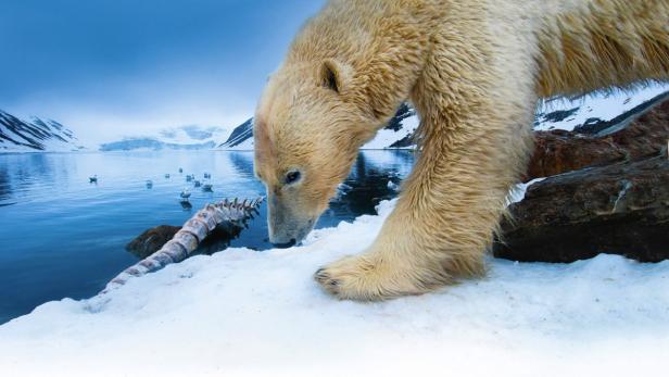 Norwegen, 2010: Ein Eisbär mit dem Kadaver eines Finnwals