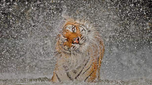 Grand-Prize: The Explosion! Photo and caption by Ashley Vincent/National Geographic Photo Contest The subject&#039;s name is Busaba, a well cared for Indochinese Tigress whose home is at Khao Kheow Open Zoo, Thailand. I had taken many portraits of Busaba previously and it was becoming more and more difficult to come up with an image that appeared any different to the others. Which is why I took to observing her more carefully during my visits in the hope of capturing something of a behavioural shot. The opportunity finally presented itself while watching Busaba enjoying her private pool then shaking herself dry. In all humility I have to say that Mother Nature smiled favourably on me that day!