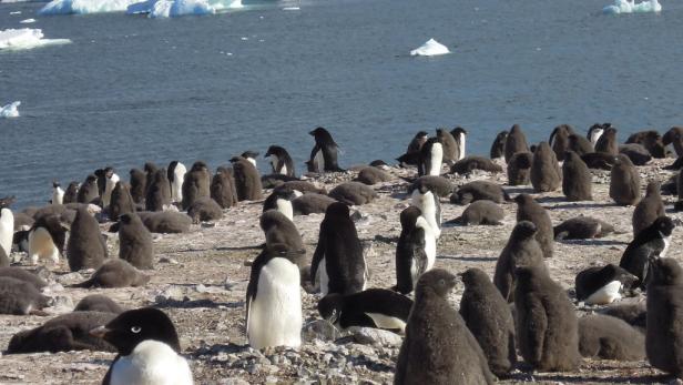 Antarktis: Expedition zu Pinguine, Eis & Meer