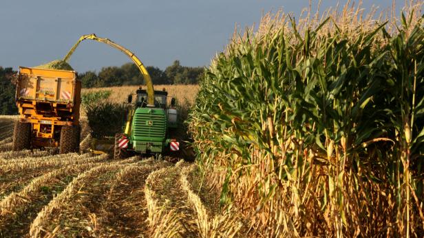 Nächstes Jahr wird in Österreich noch weniger Mais geerntet werden. Denn die Anwendung von Neonicotinoiden zum Beizen von Pflanzen wie Mais wurde verboten.