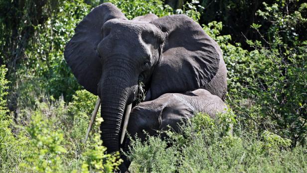 epa03569374 An Elephant calf and its mother pictured in the Queen Elizabeth National Park in western Uganda, 03 October 2012. The Kazinga Channel is a 32 kilometres long natural channel that links Lake Edward and Lake George. The Queen Elizabeth National Park was formed in 1952 and covers an area of 1978 square kilometres. The park gives home to more than 500 different bird species and around 100 mammal species. EPA/GERNOT HENSEL