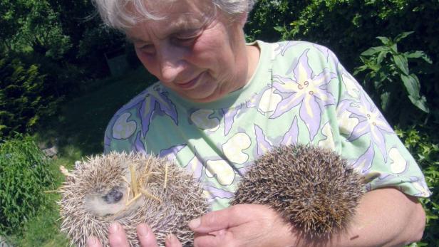 &quot;igelmutter&quot; Maria Zarl umsorgt jetzt ihre angeblich Afrikanischen Weißbauchigel im eigenen Garten