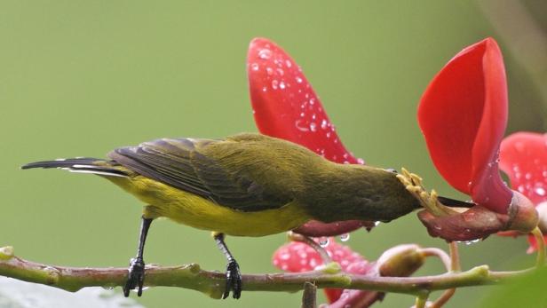 Ältester nektarfressender Vogel gefunden