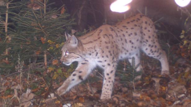 Luchs Ludek auf Wanderschaft