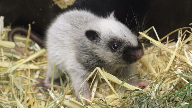 TIERGARTEN SCHÖNBRUNN: NACHWUCHS BEI DEN RIESENBOR Exotisches Einzelkind: die Nördliche Riesenborkenratte.