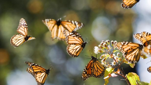 Mehrere Monarchfalter fliegen um eine blühende Pflanze.
