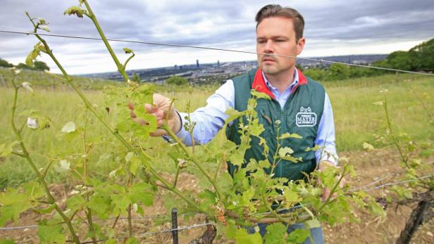 Winzer Gerhard Lobner vom Weingut Mayer am Pfarrplatz in der Döblinger Riede Langteufel. An einem Grünen-Veltliner-Stock zeigt er die Schäden an Blättern und Trauben.