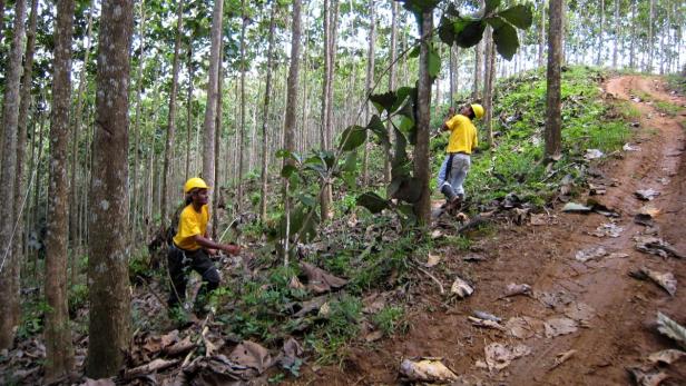 Die Zukunft der Teak-Plantagen in Costa Rica ist derzeit noch ungewiss.