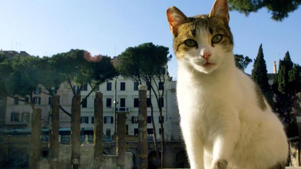 Eine Katze sitzt vor Ruinen und einem Gebäude in Rom.