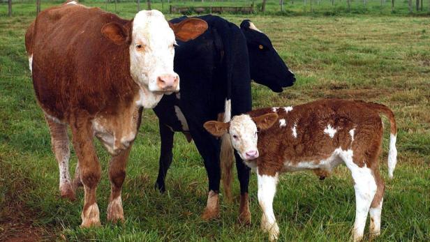 Eine braune Kuh, eine schwarz-weiße Kuh und ein Kalb stehen auf einer grünen Wiese.