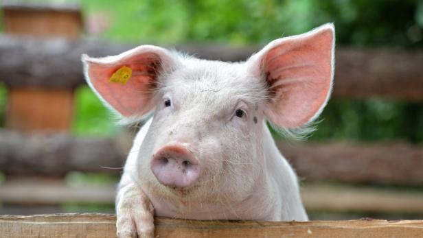 Ein helles Schwein mit gelber Ohrmarke steht an einem Holzzaun.