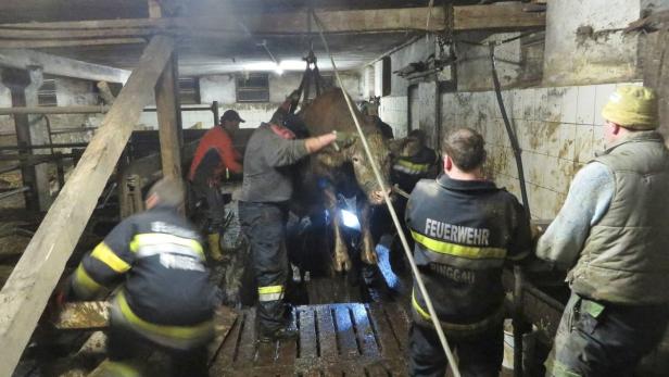 Die Feuerwehr von Pinggau bei der Rettung der Kuh.