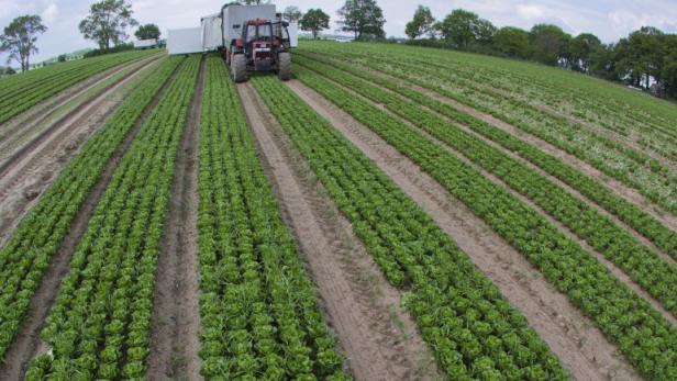 Ein Traktor mit Anhänger fährt über ein Feld mit Salatpflanzen.