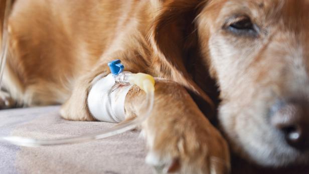 Auch beim Hund werden Zytostatika intravenös oder oral verabreicht.