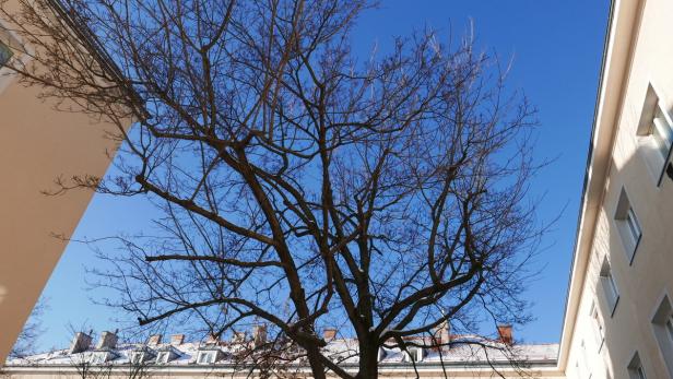 Haus- und Hof-Baum: Fünfzig Lenze wird auch er schon zählen