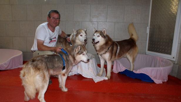 Ein Mann kniet mit drei Huskys in einem Raum mit Hundebetten.