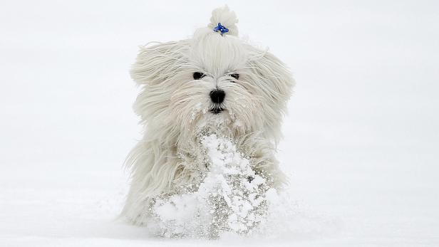 Die meisten Hunde sind allwettertauglich.