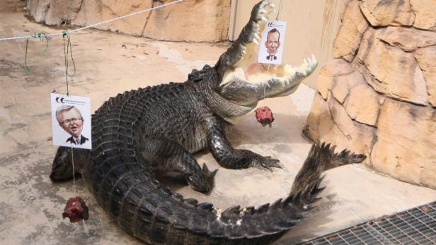 epa03851568 A handout picture provided by the Darwin crocodile Park shows &#039;psychic&#039; crocodile Big Wendell in Darwin&#039;s Crocosaurus Cove, Darwin, Australia, 05 September. The crocodile predicted that opposition Leader Tony Abbott will win Australia&#039;s upcoming election on 07 September. EPA/DARWIN CROCODILE PARK / HANDOUT HANDOUT EDITORIAL USE ONLY/NO SALES