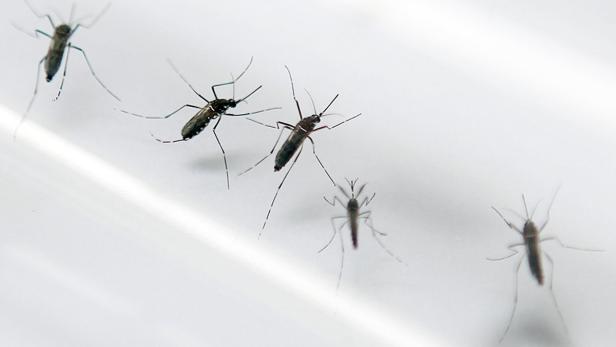 7 Fragen und Antworten zum Zika-Virus