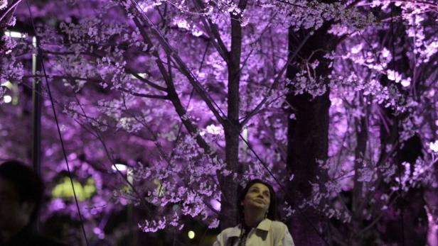 JAPAN CHERRY BLOSSOMS