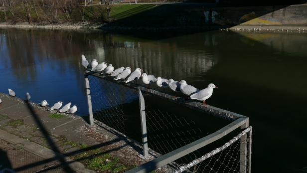 Fabelhaftes zwölfköpfiges Manifest am Kanal: Lachmöwen-Parade bei der Friedensbrücke